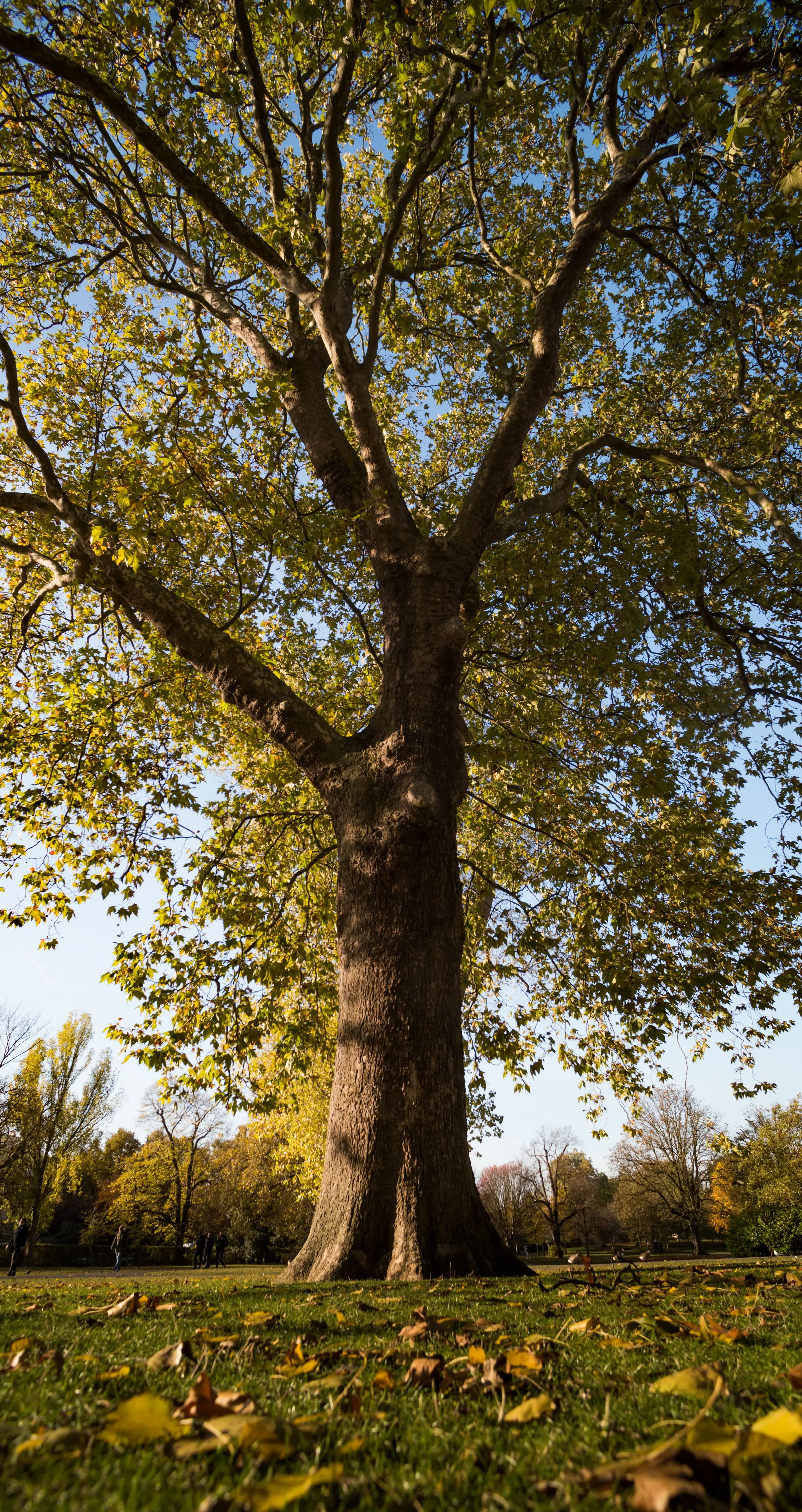 Parque ecológico. Candé at Real del Mar