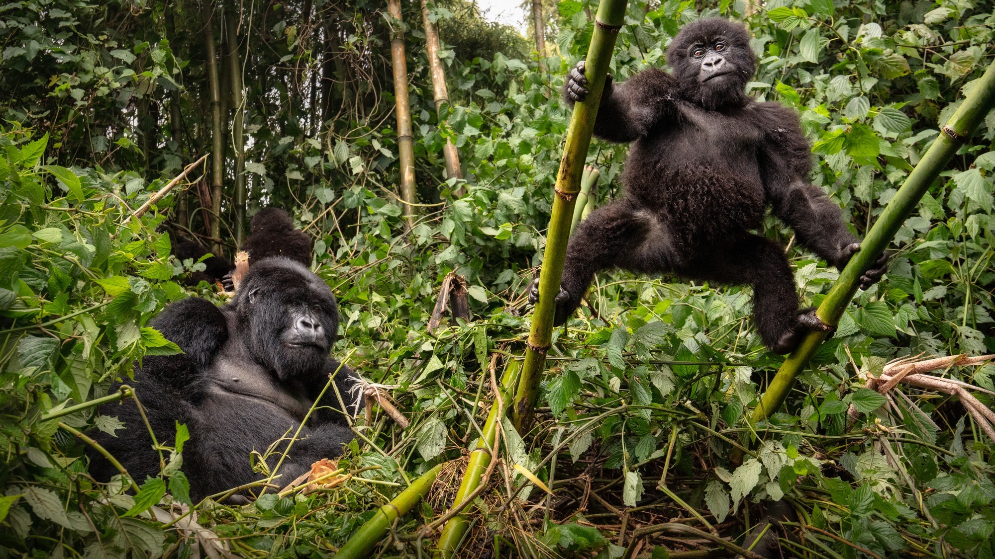 Two gorillas in dense green foliage, one sitting relaxed and the other climbing bamboo stalks.