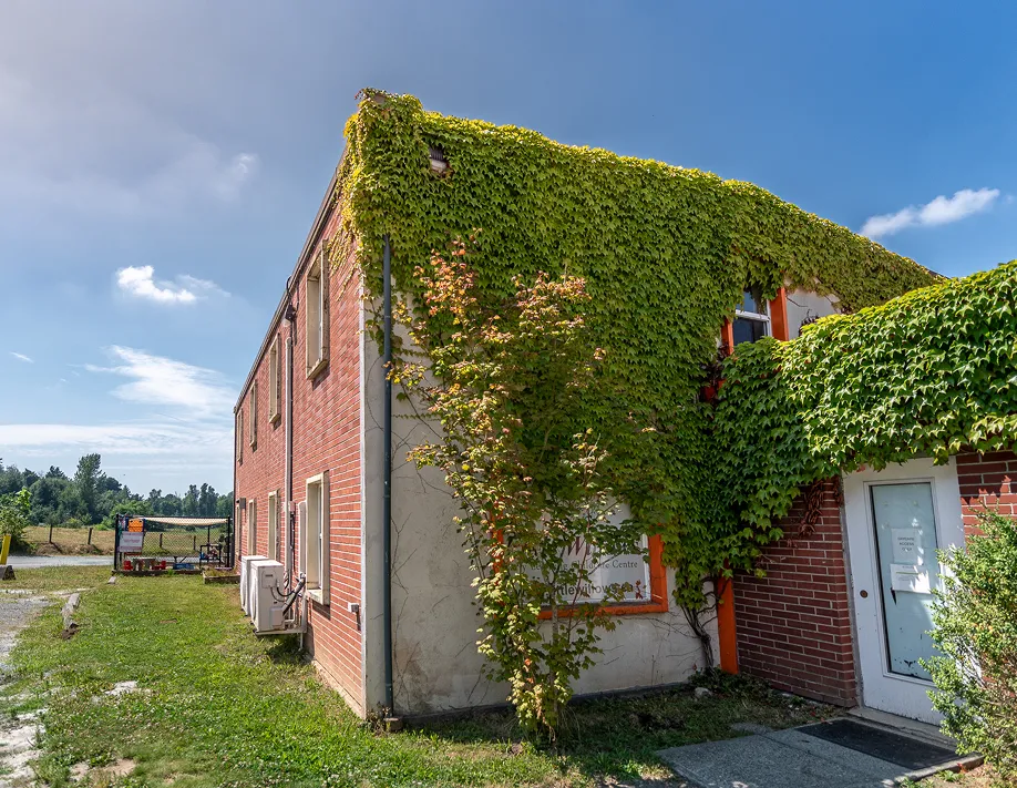 A house covered in vines next to a road.
