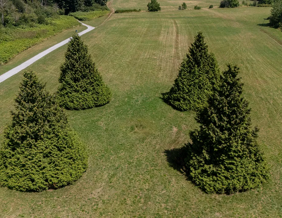 A group of trees that are in the grass.