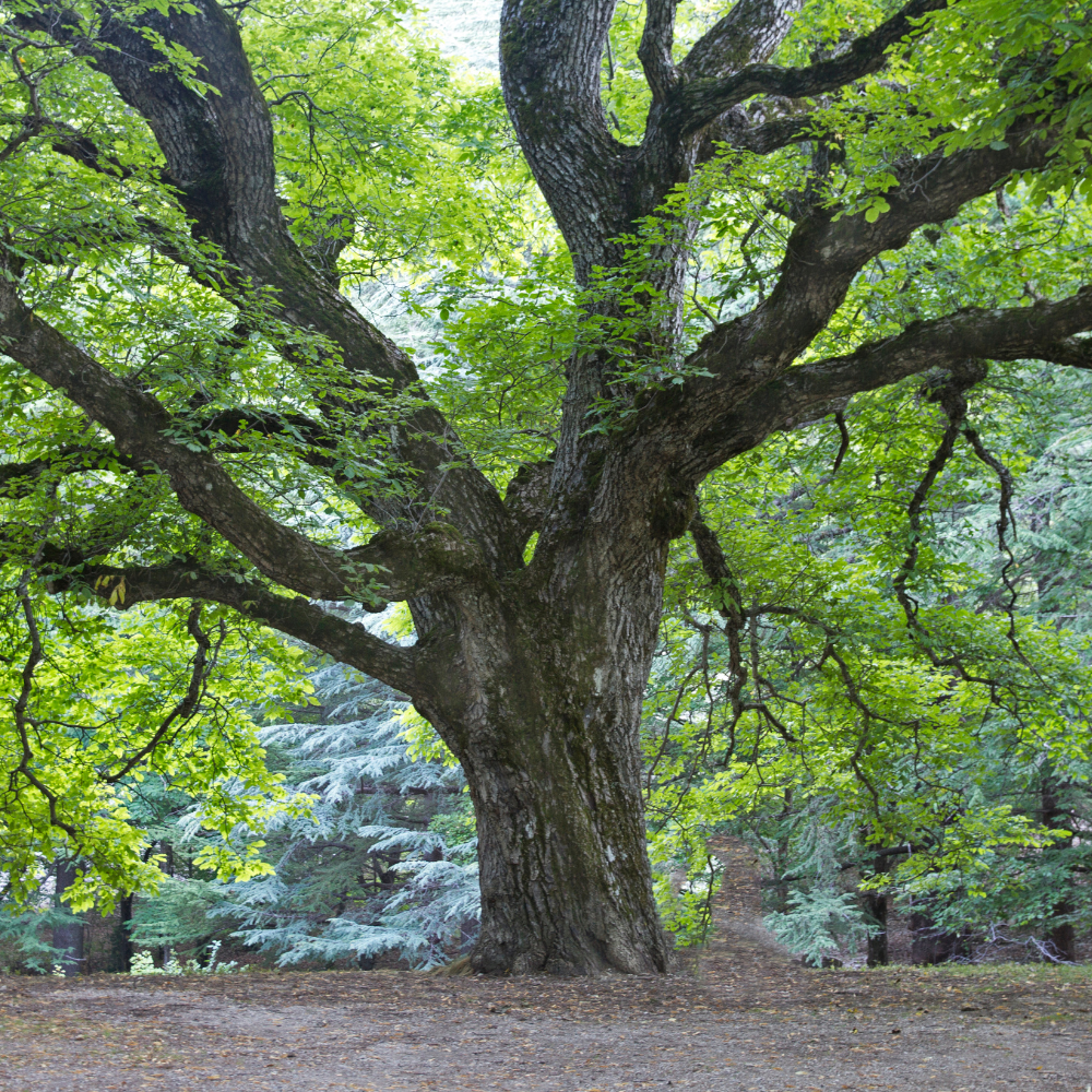 Large tree with thick trunk and sprawling branches covered in green leaves in a forest clearing.