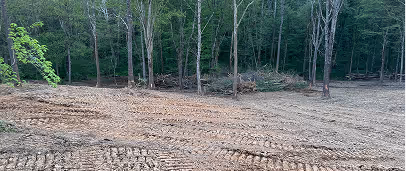 Cleared forest area with bare soil showing tire tracks and trees in the background.