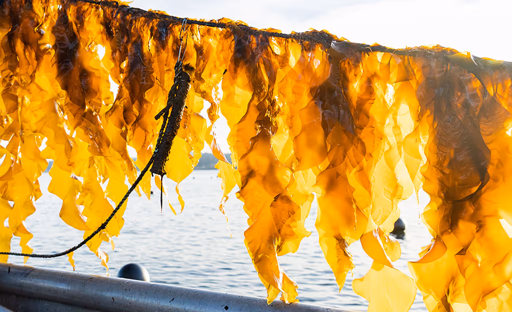 Droge zeewierbladeren hangen aan een lijn boven water bij zonlicht.