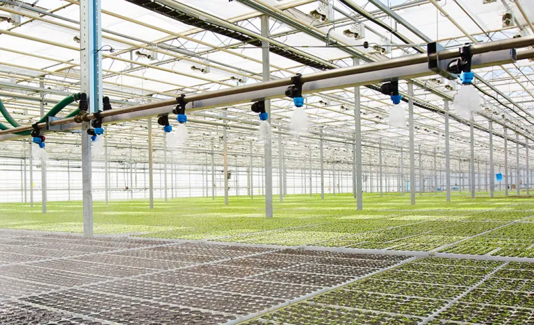 Kassenruimte met rijen jonge planten en een besproeiingssysteem aan het plafond.