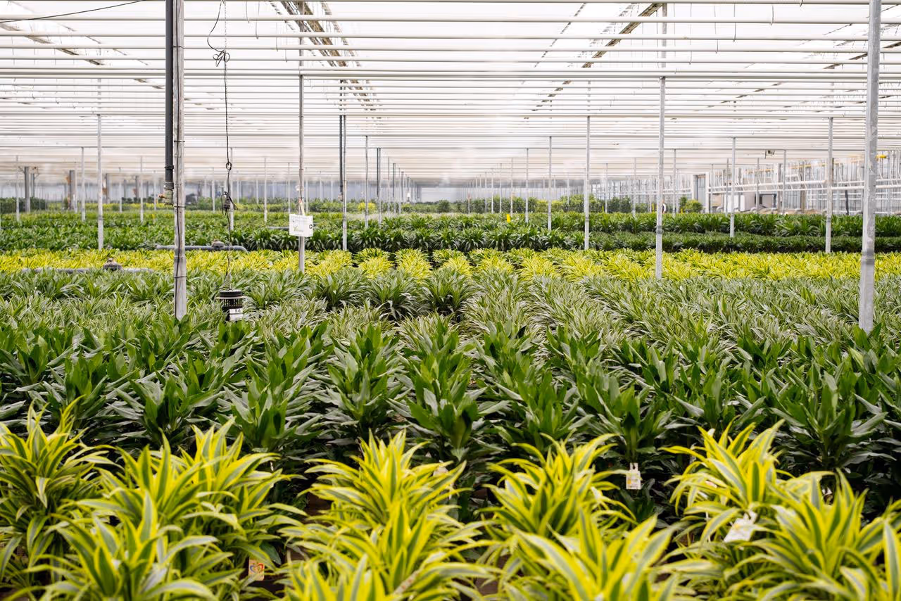 Grote kas met rijen groene planten onder een transparant dak en metalen ondersteunende palen.
