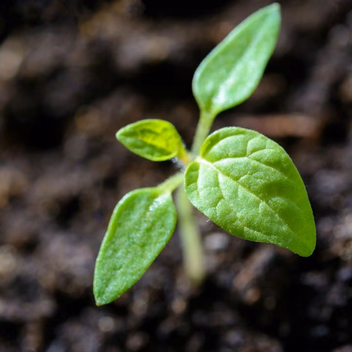 Een klein groen plantje die uit de grond komt