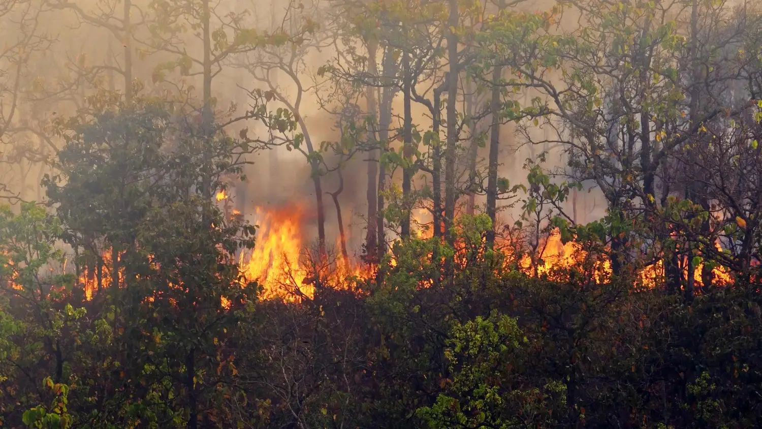 A Comprehensive Guide to Wildfires Origin, Prevention, and Investigation