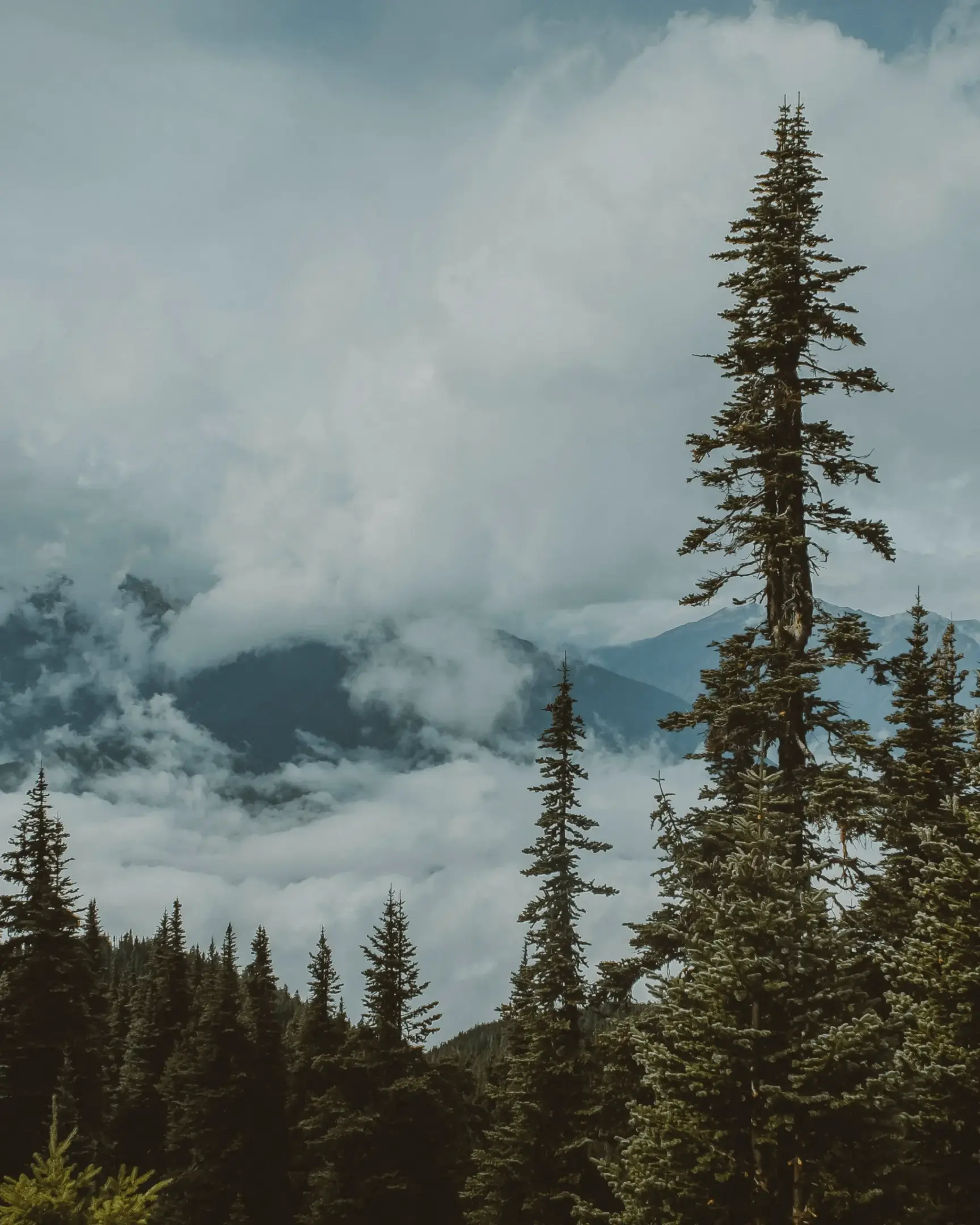 Tall evergreen trees in the foreground with misty, cloud-covered mountains in the background under a cloudy sky.