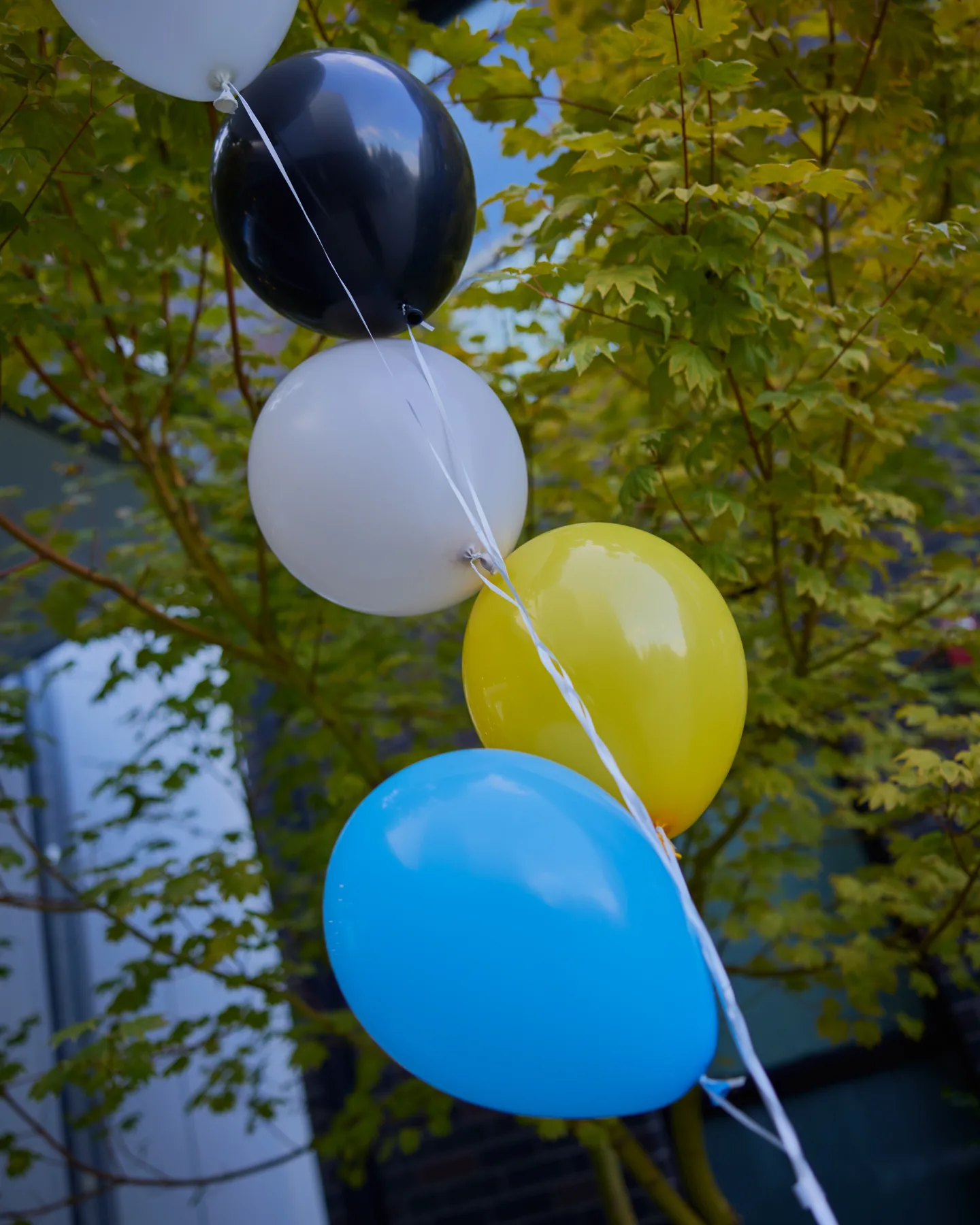 Cluster of black, white, yellow, and blue balloons tied together outdoors with green tree leaves in the background.