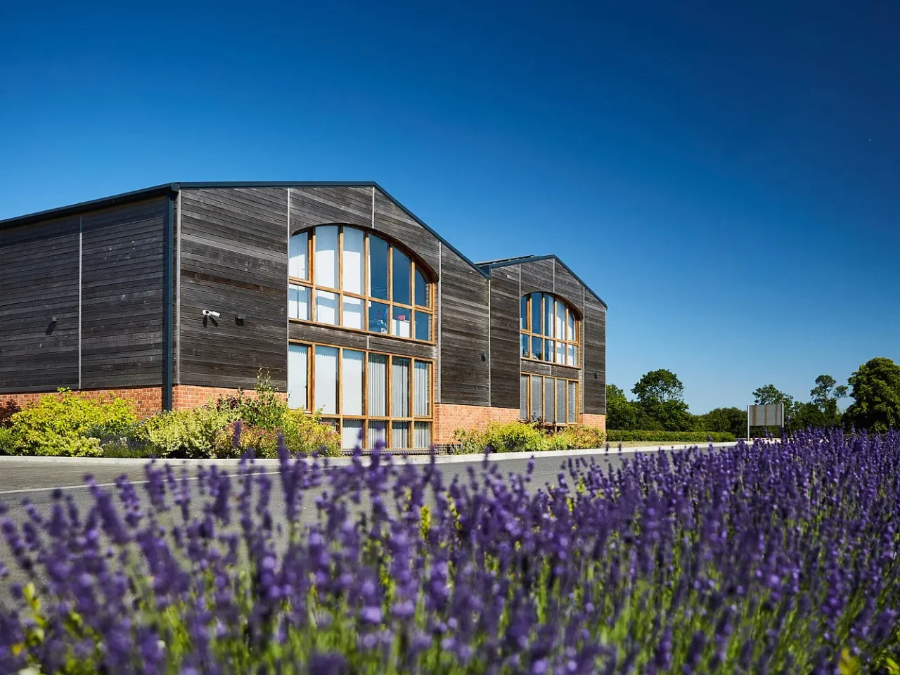 Modern building with large arched windows behind a field of purple lavender under a clear blue sky.