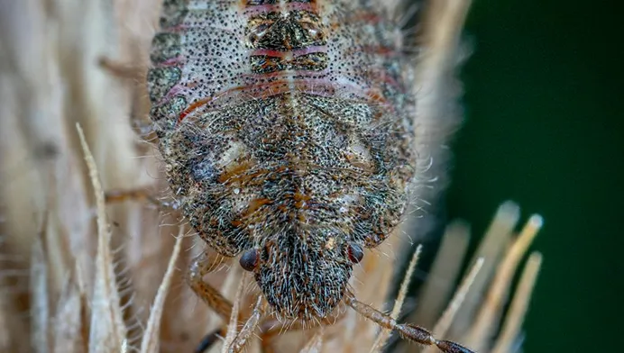Unmade bed with pillows