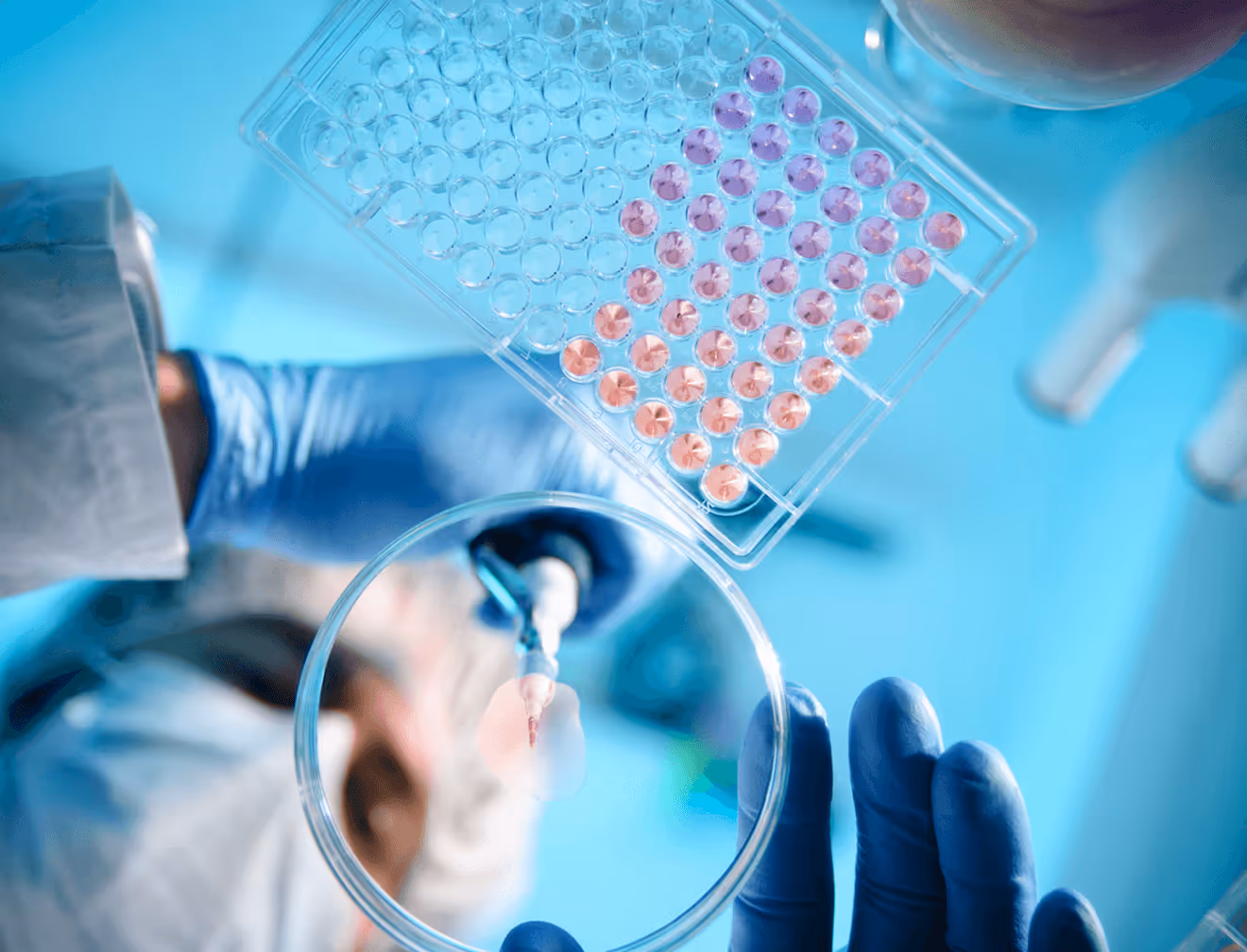 Labortechniker im Labor arbeitet mit Petrischale und Pipette vor blauem Hintergrund.