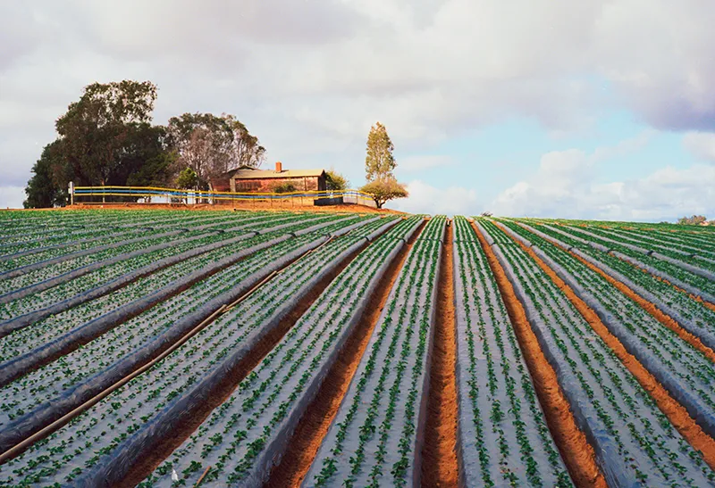 Wide view of a cultivated flower or vegetable field with neat rows of crops and a farmhouse in the background under a partly cloudy sky.