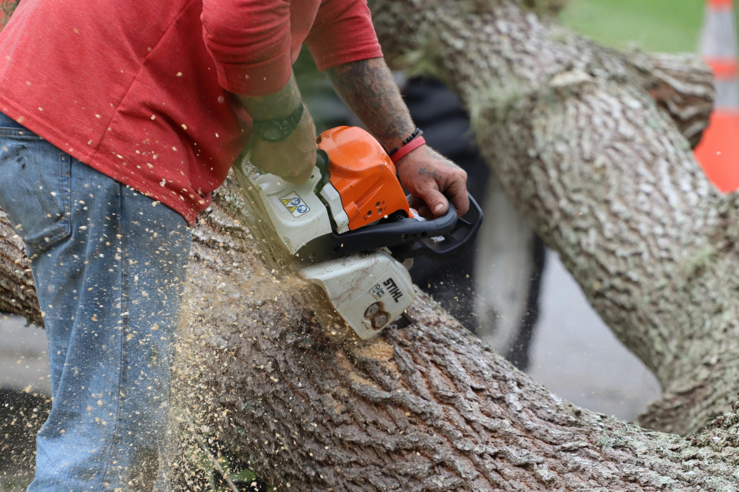 cutting tree