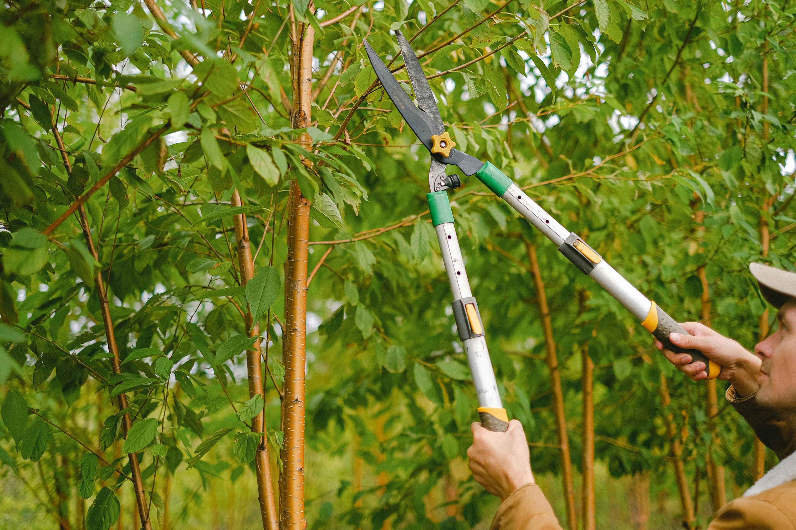 hedge cutting