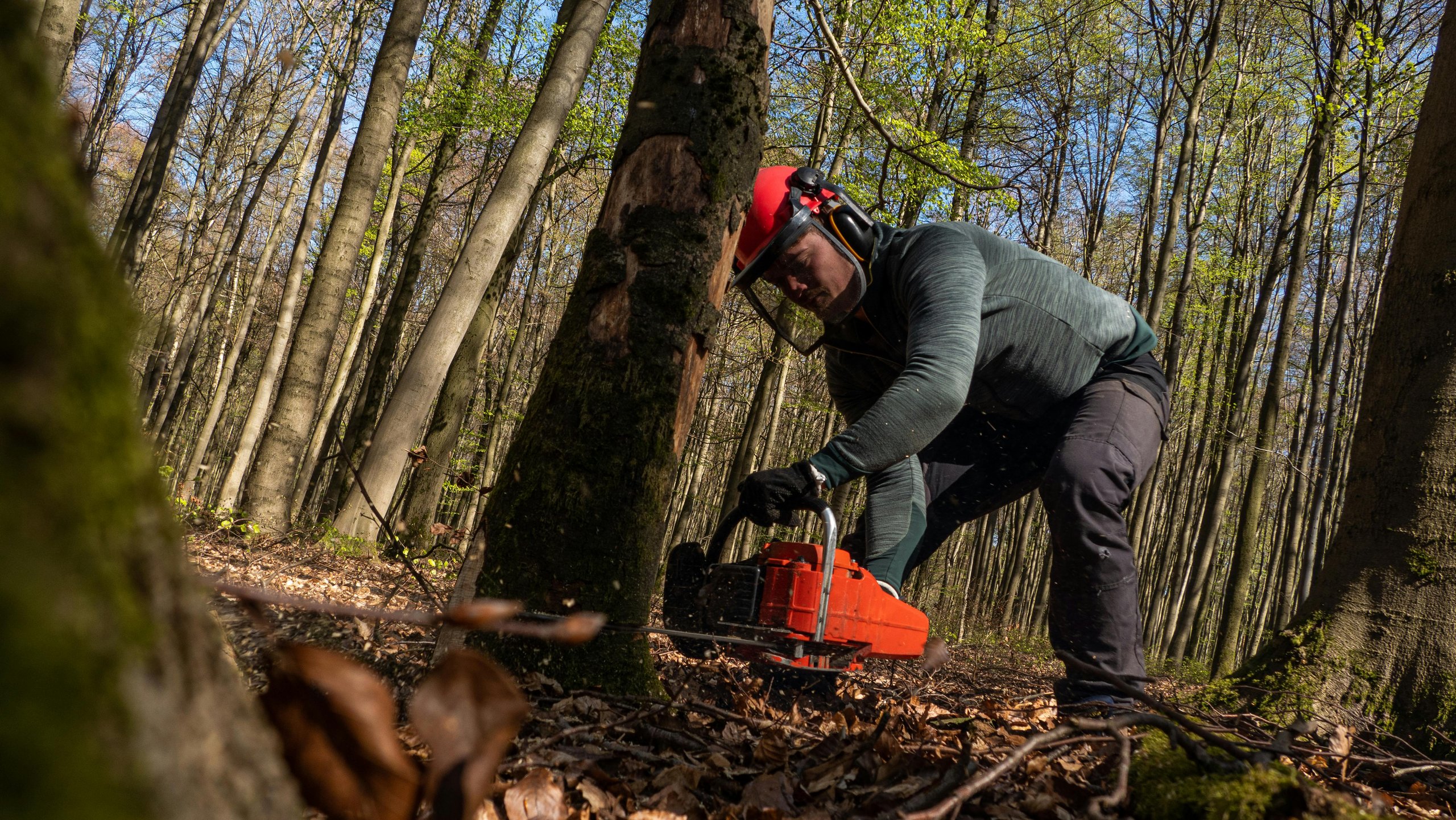 tree landscaping