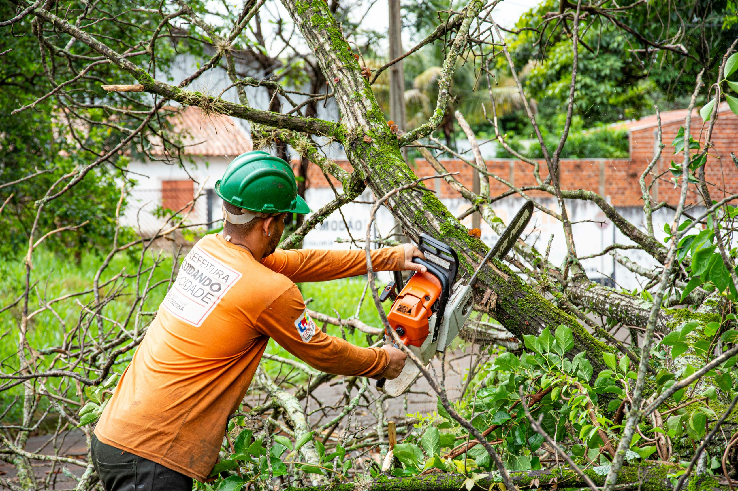 tree surgery