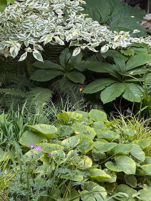 kevin-clare-paysages_cornouiller