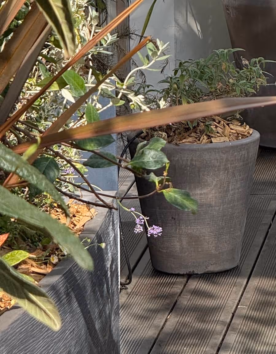 Paillotes sur les toits