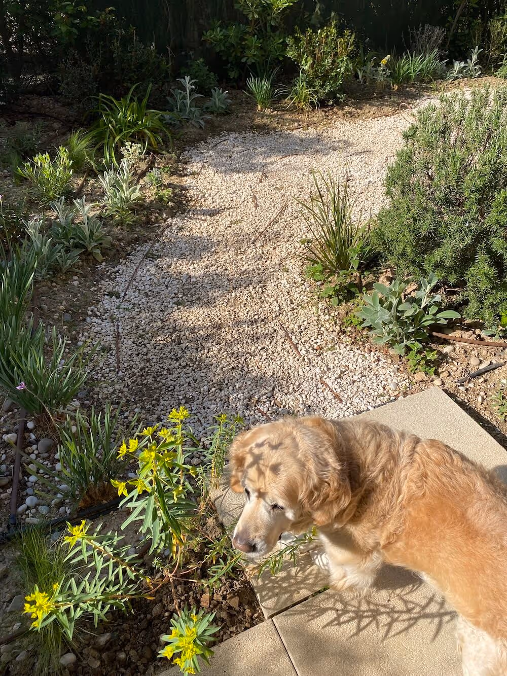 La garrigue en rez-de-jardin