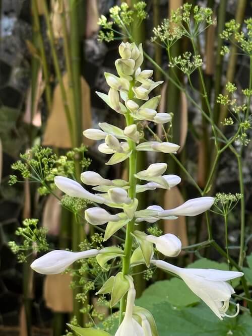 Le repos de Narcisse