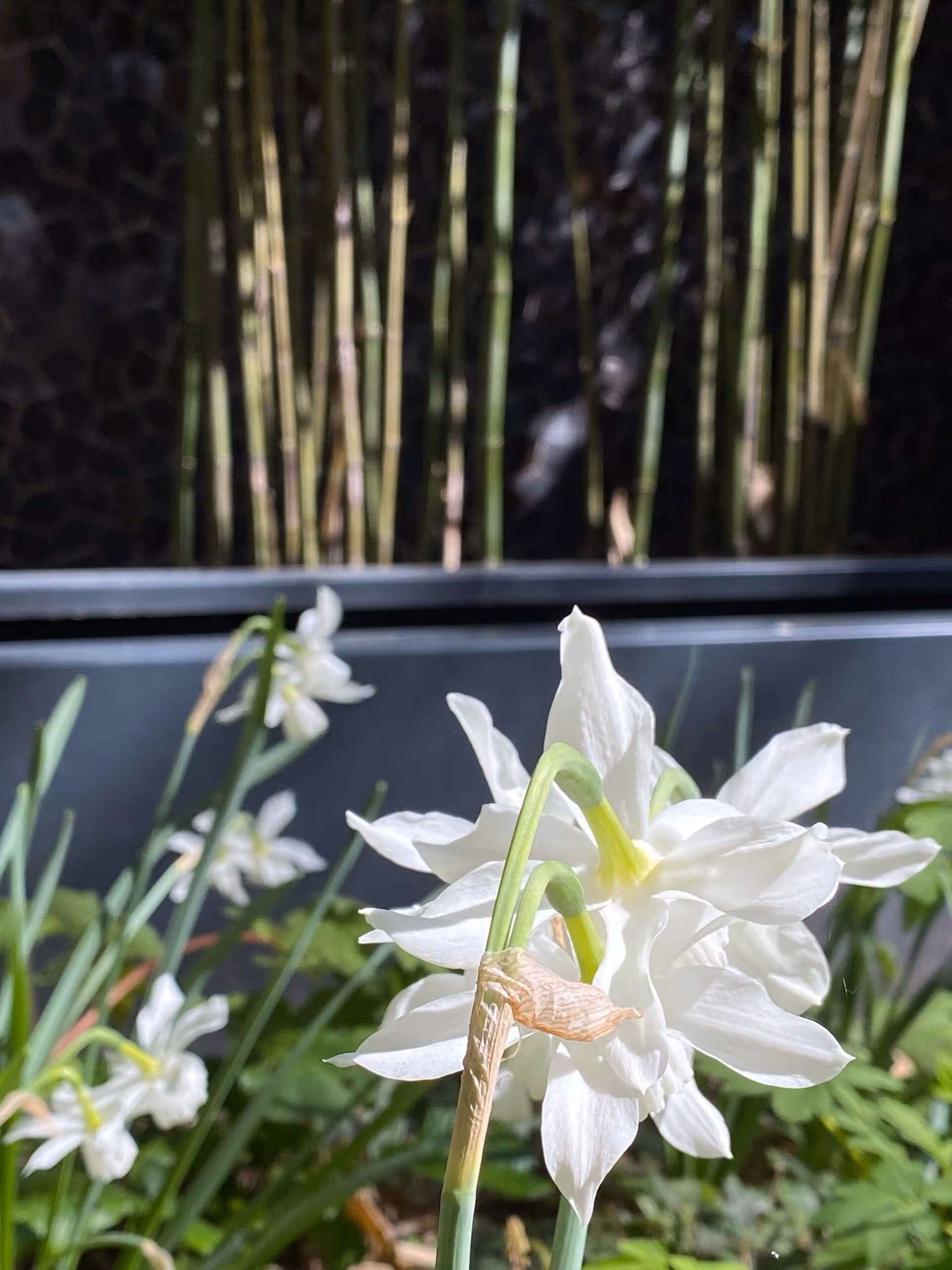 Le repos de Narcisse