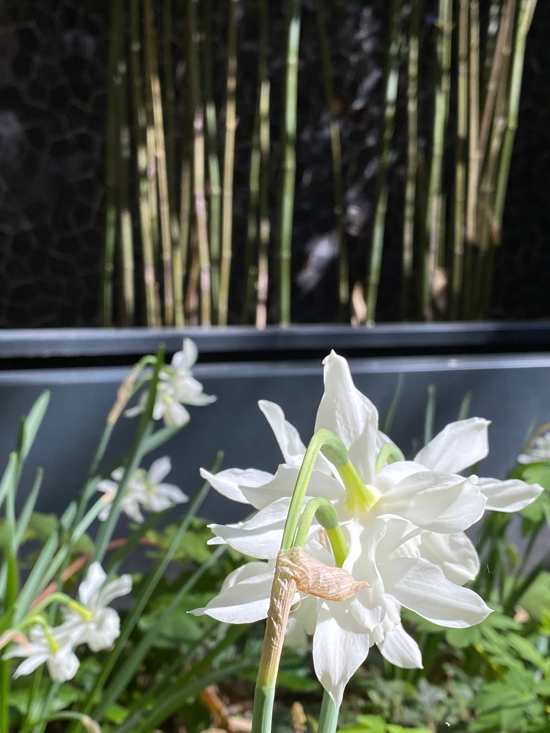 Le repos de Narcisse