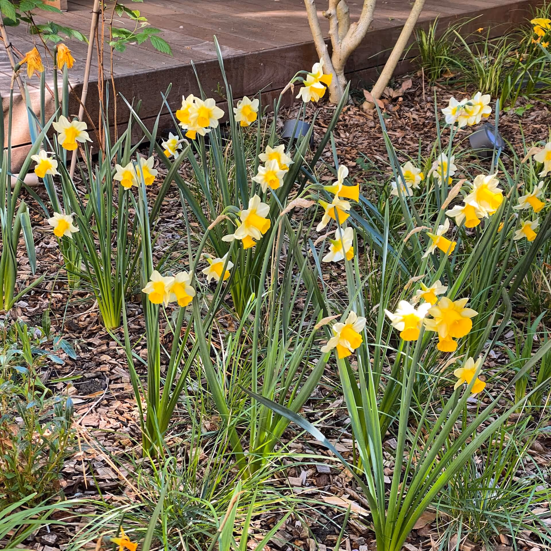 Les mémoires de Candilis