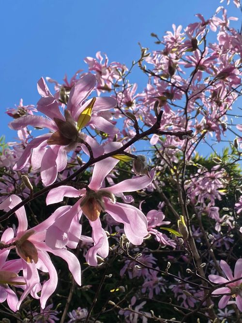 Les mémoires de Candilis