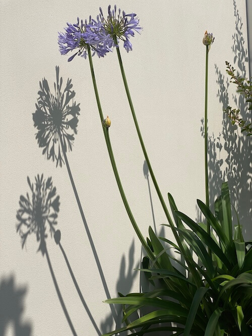 Sensations méridionales