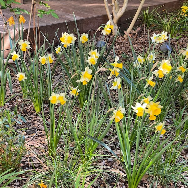 Les mémoires de Candilis