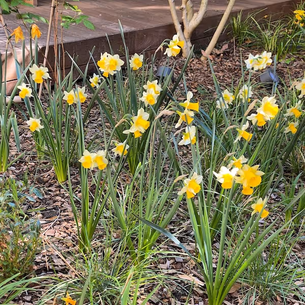Les mémoires de Candilis