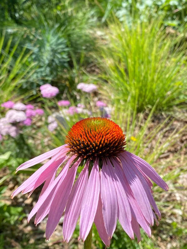 La clairière jardinée