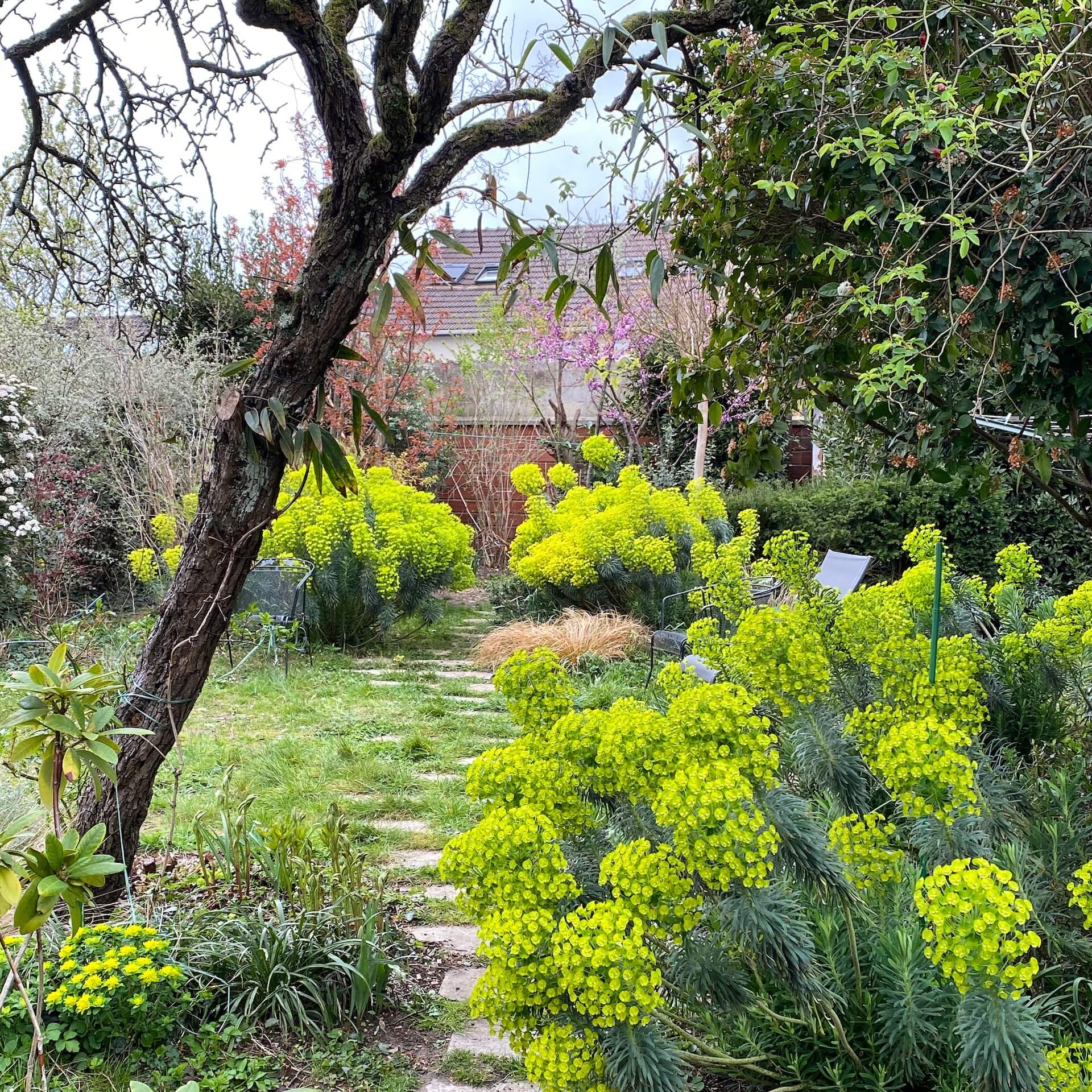 La danse des Euphorbes