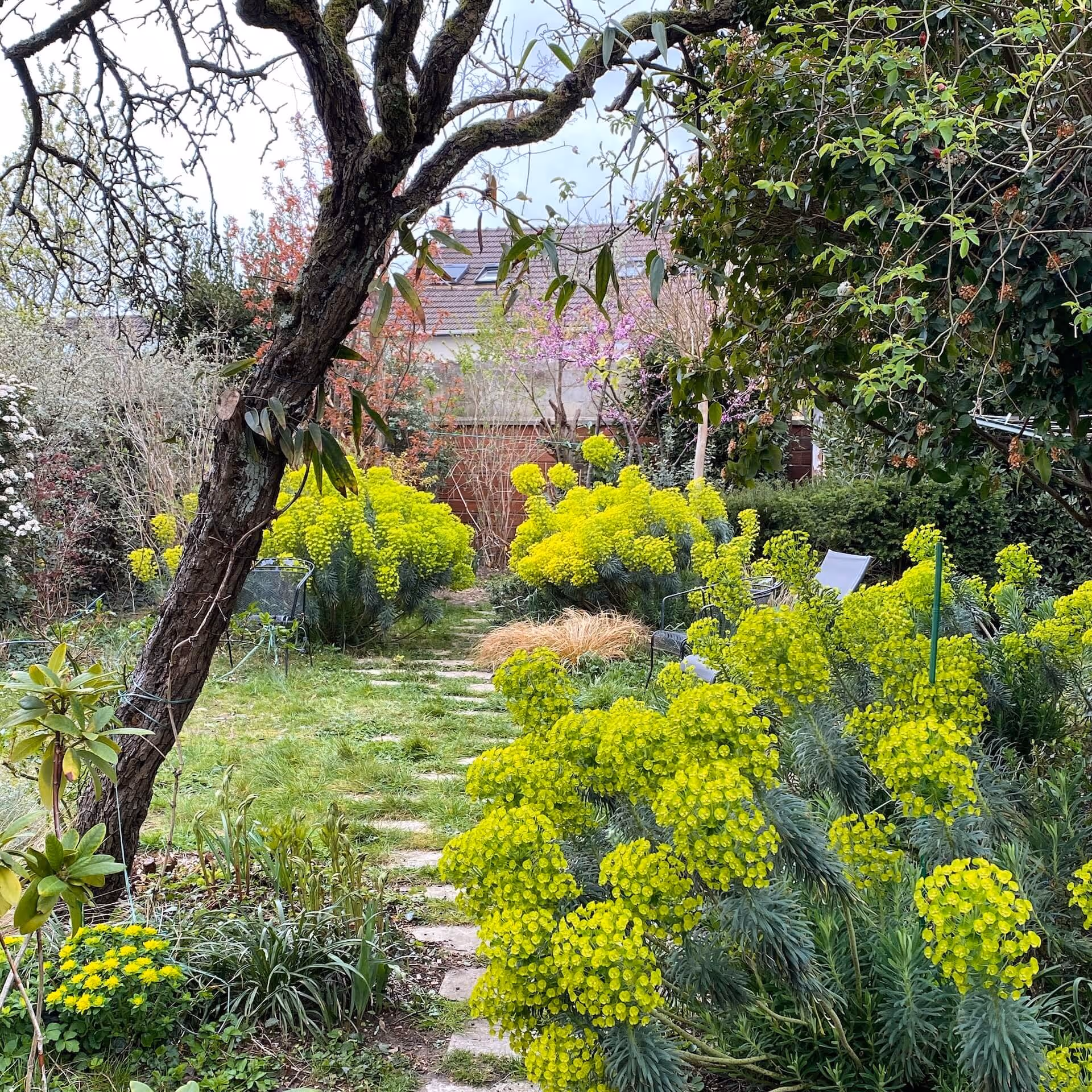 La danse des Euphorbes