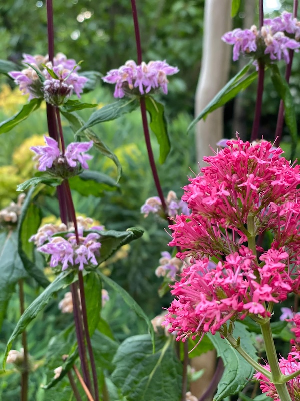 La danse des Euphorbes