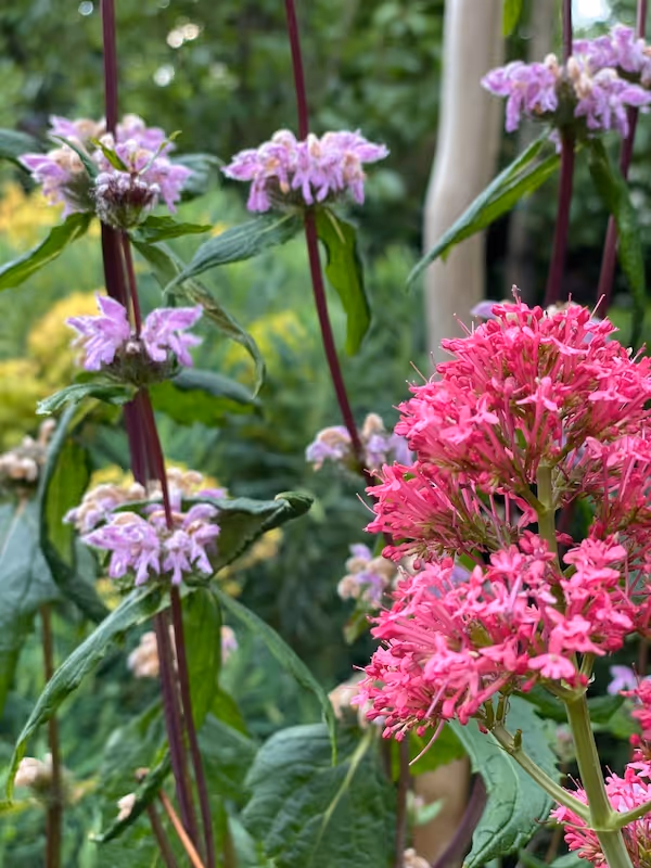 La danse des Euphorbes