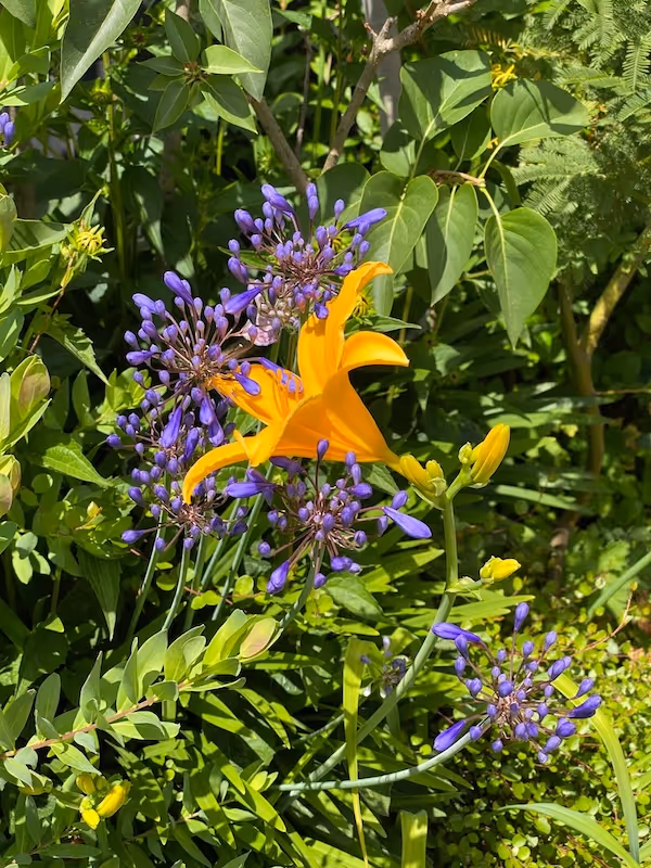 Lumières du couchant