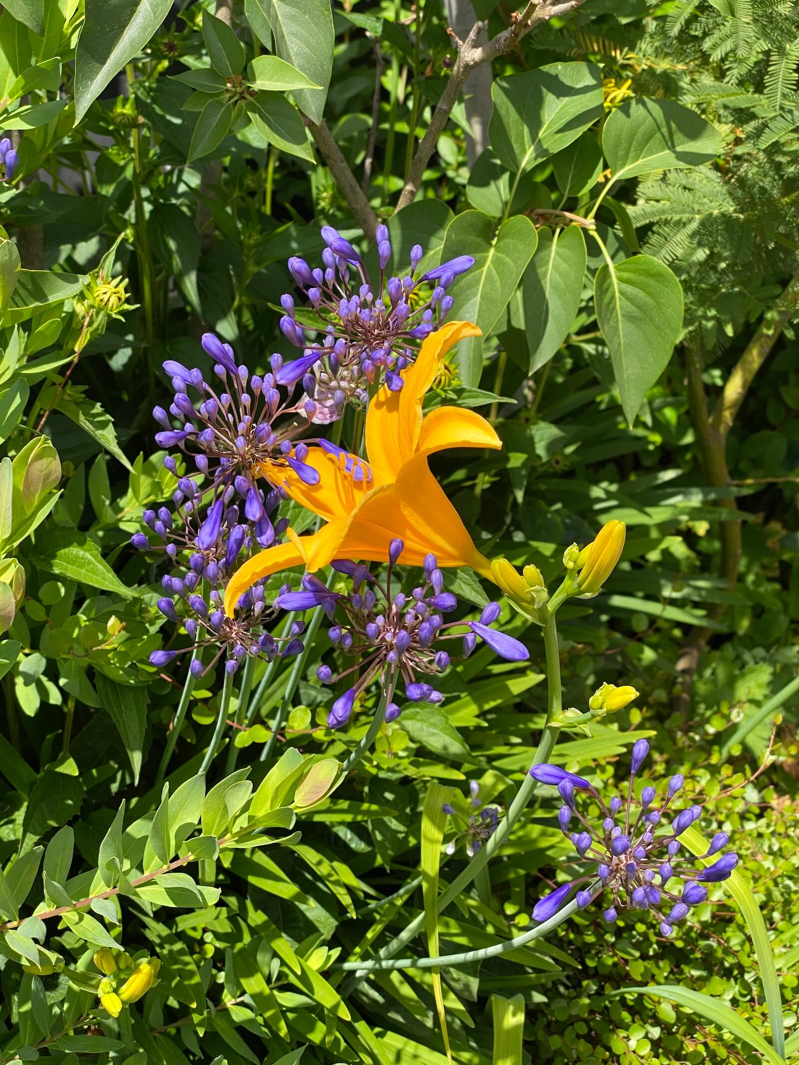 Lumières du couchant