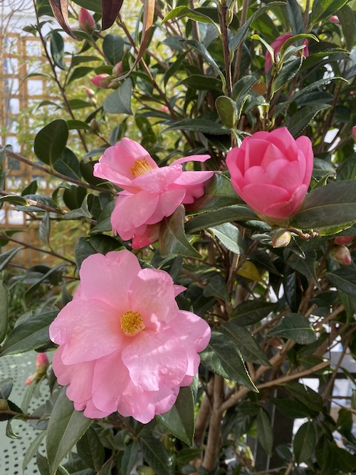 Alcôves foisonnantes