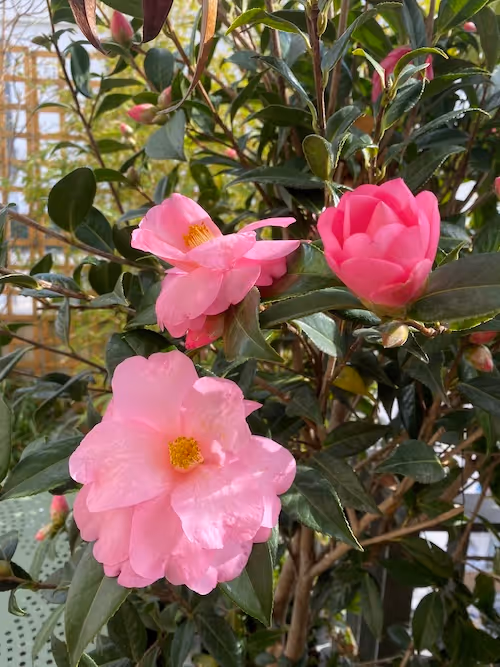 Alcôves foisonnantes