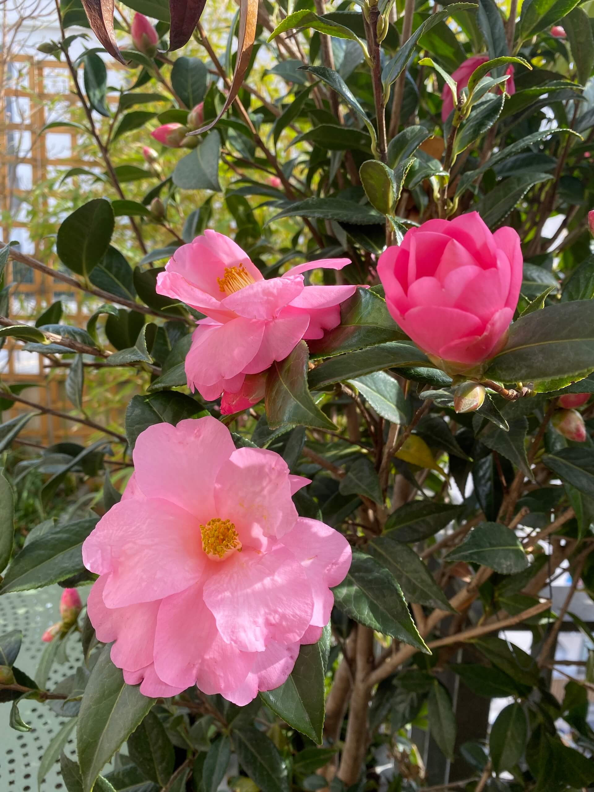 Alcôves foisonnantes