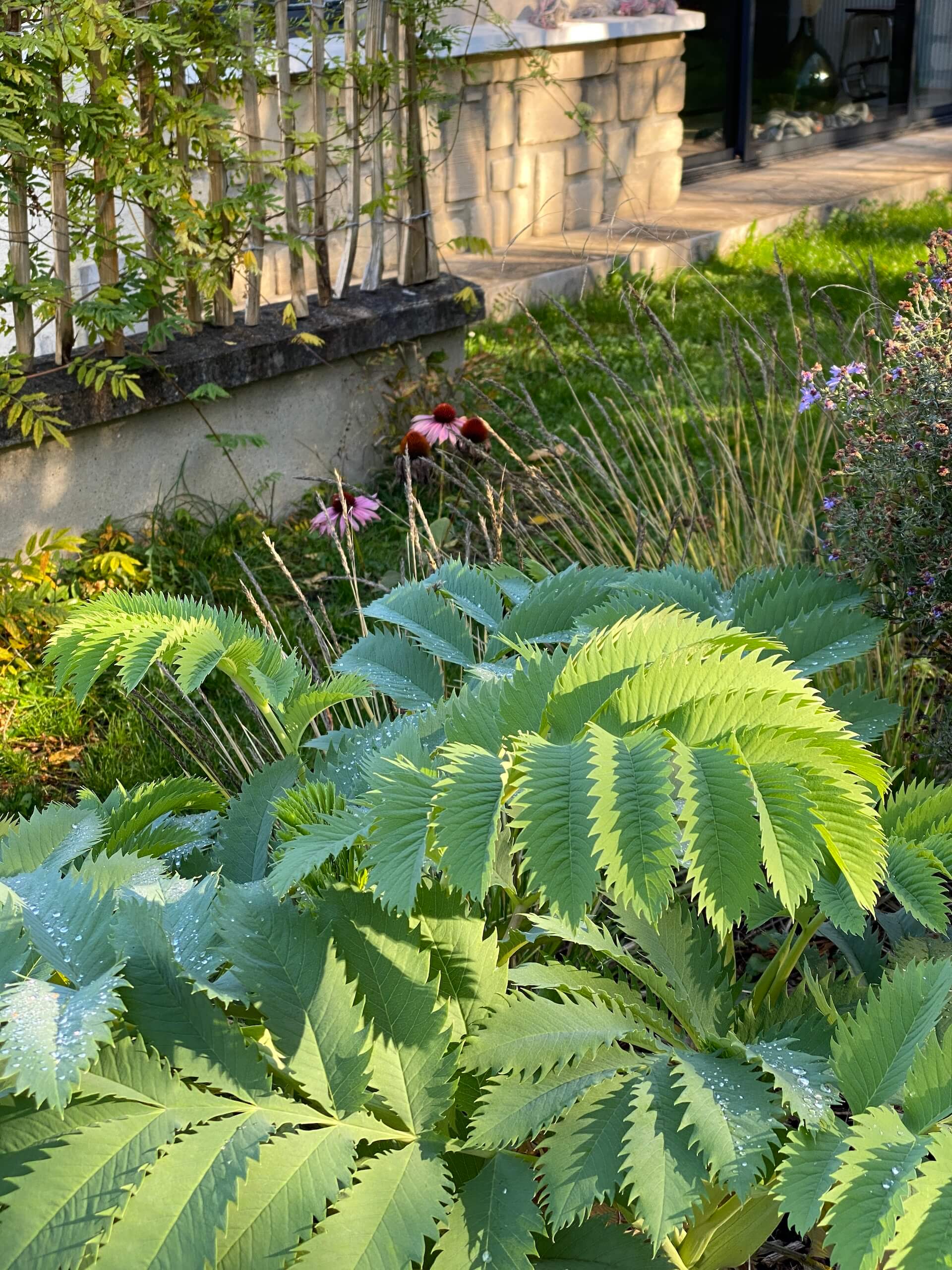 La clairière jardinée
