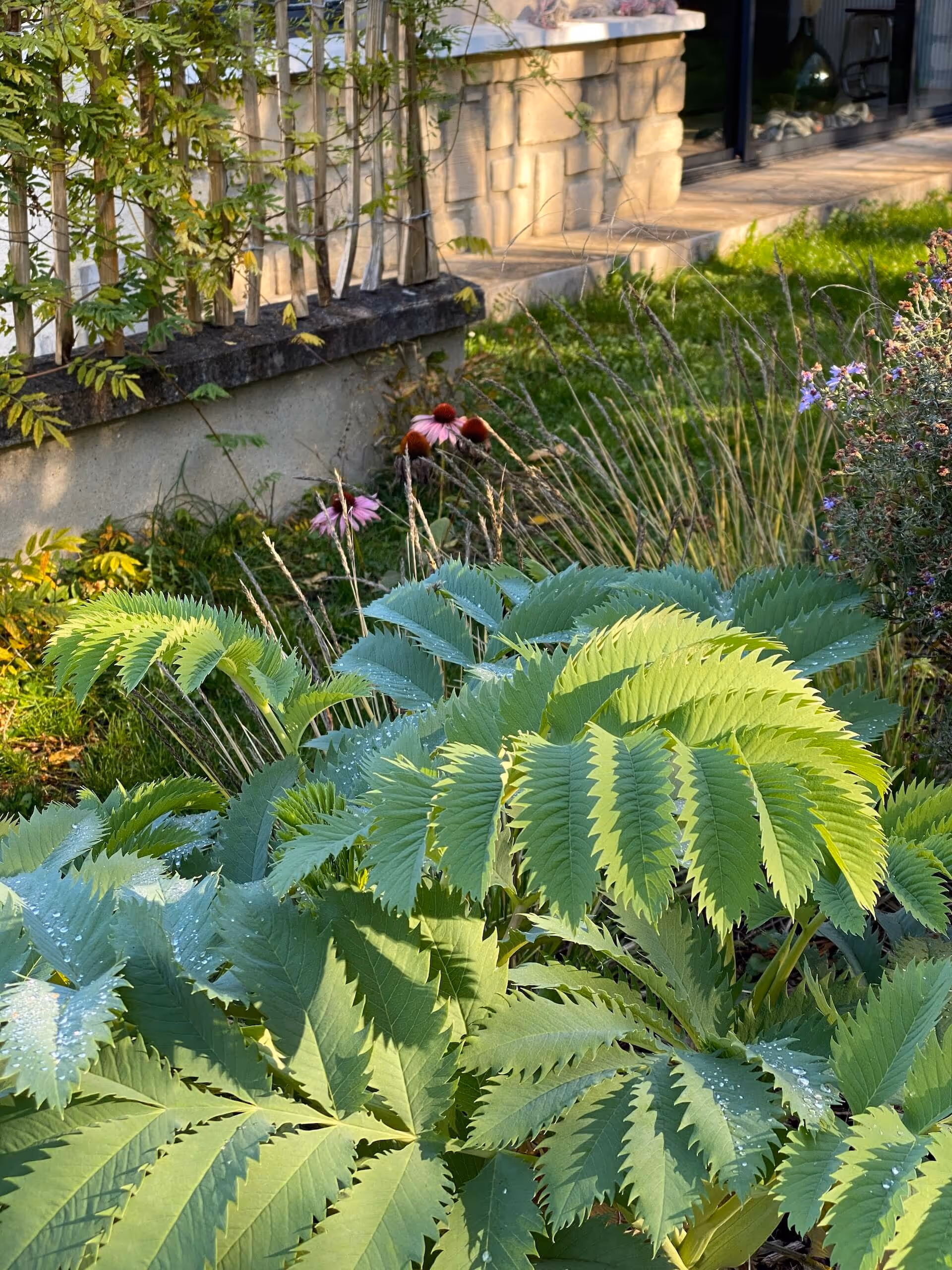 La clairière jardinée