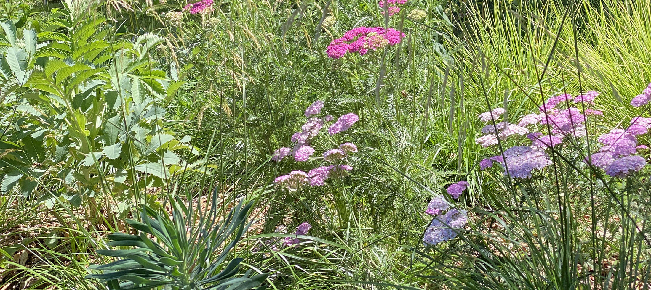 La clairière jardinée