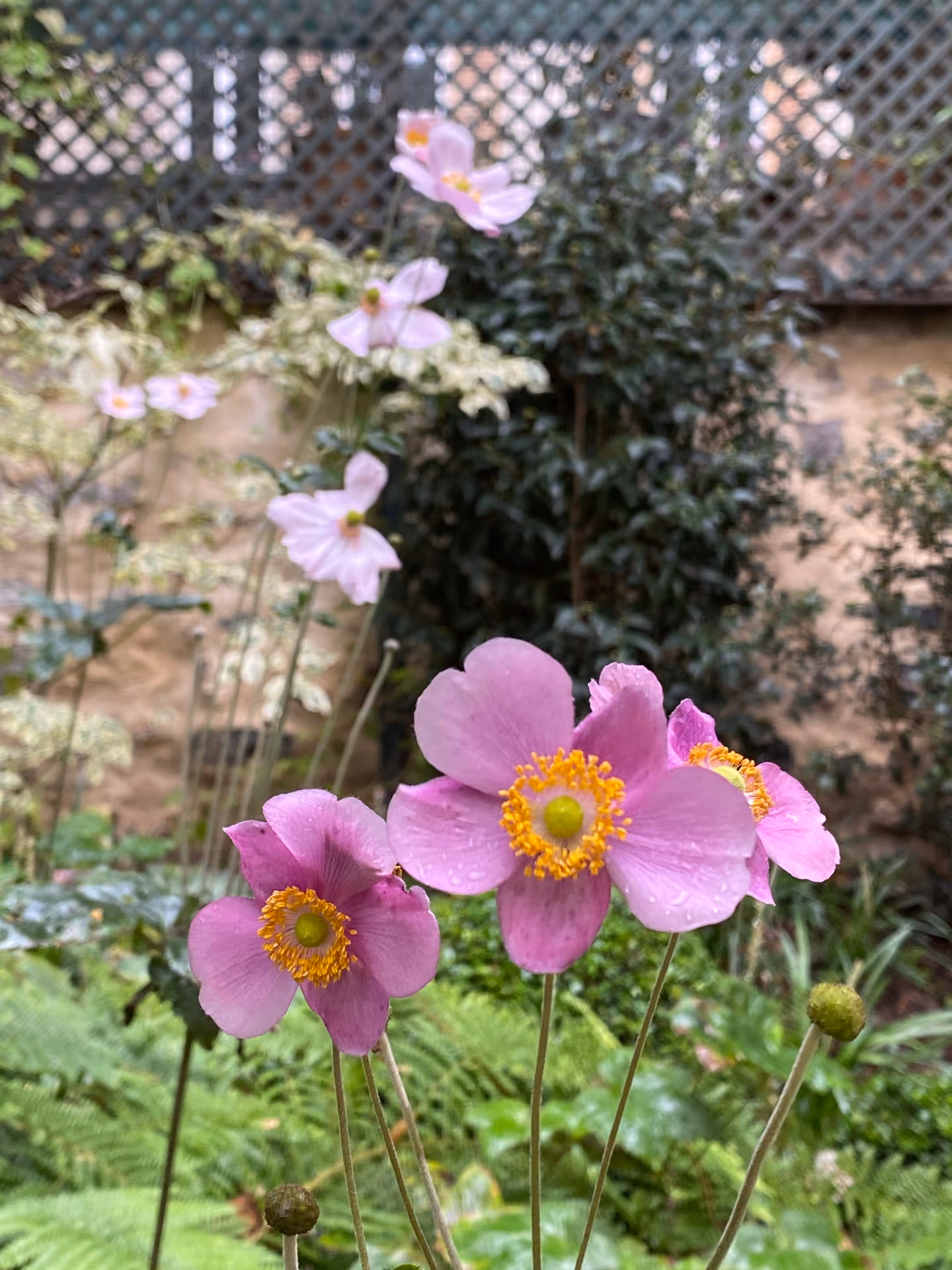 Clair-obscur aux Batignolles