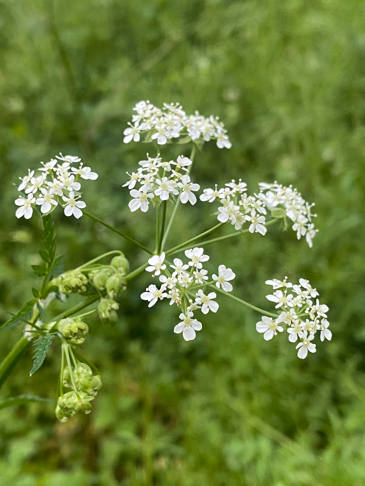 À l’orée du bois