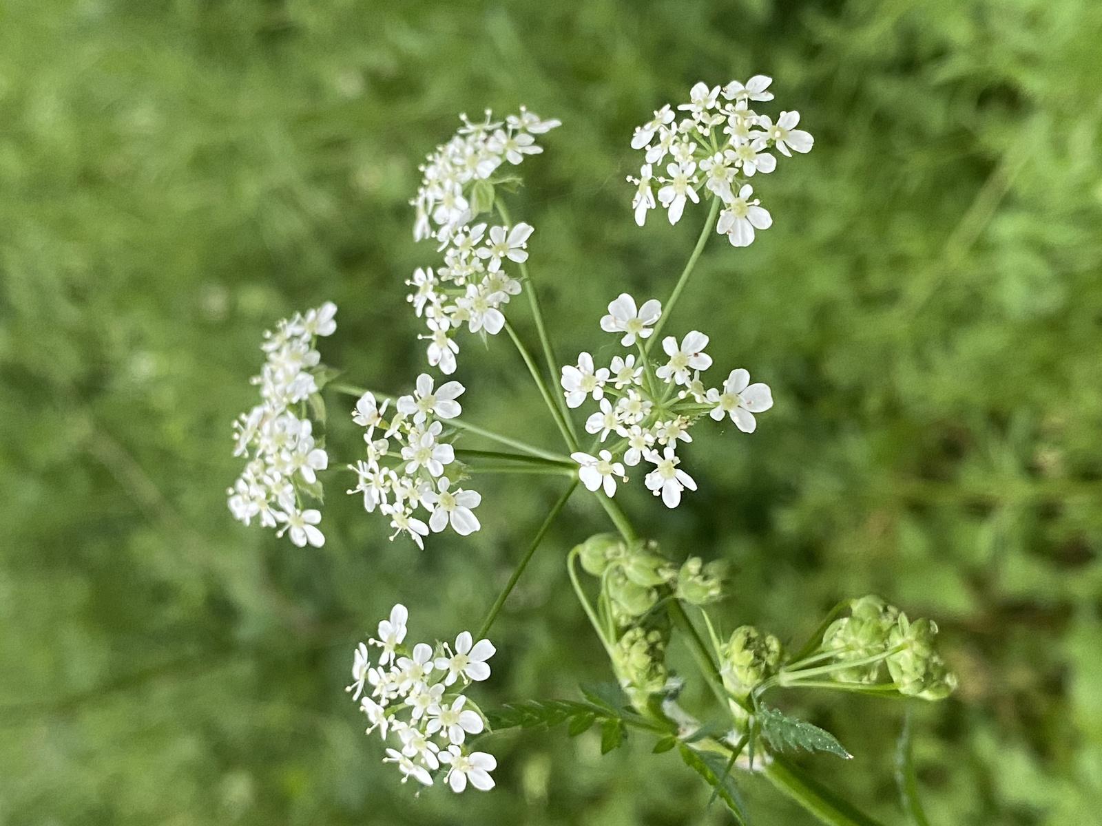 À l’orée du bois