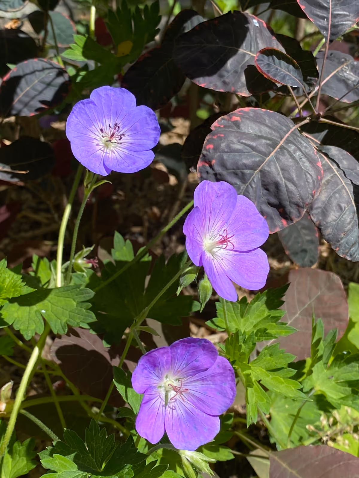 À l’orée du bois