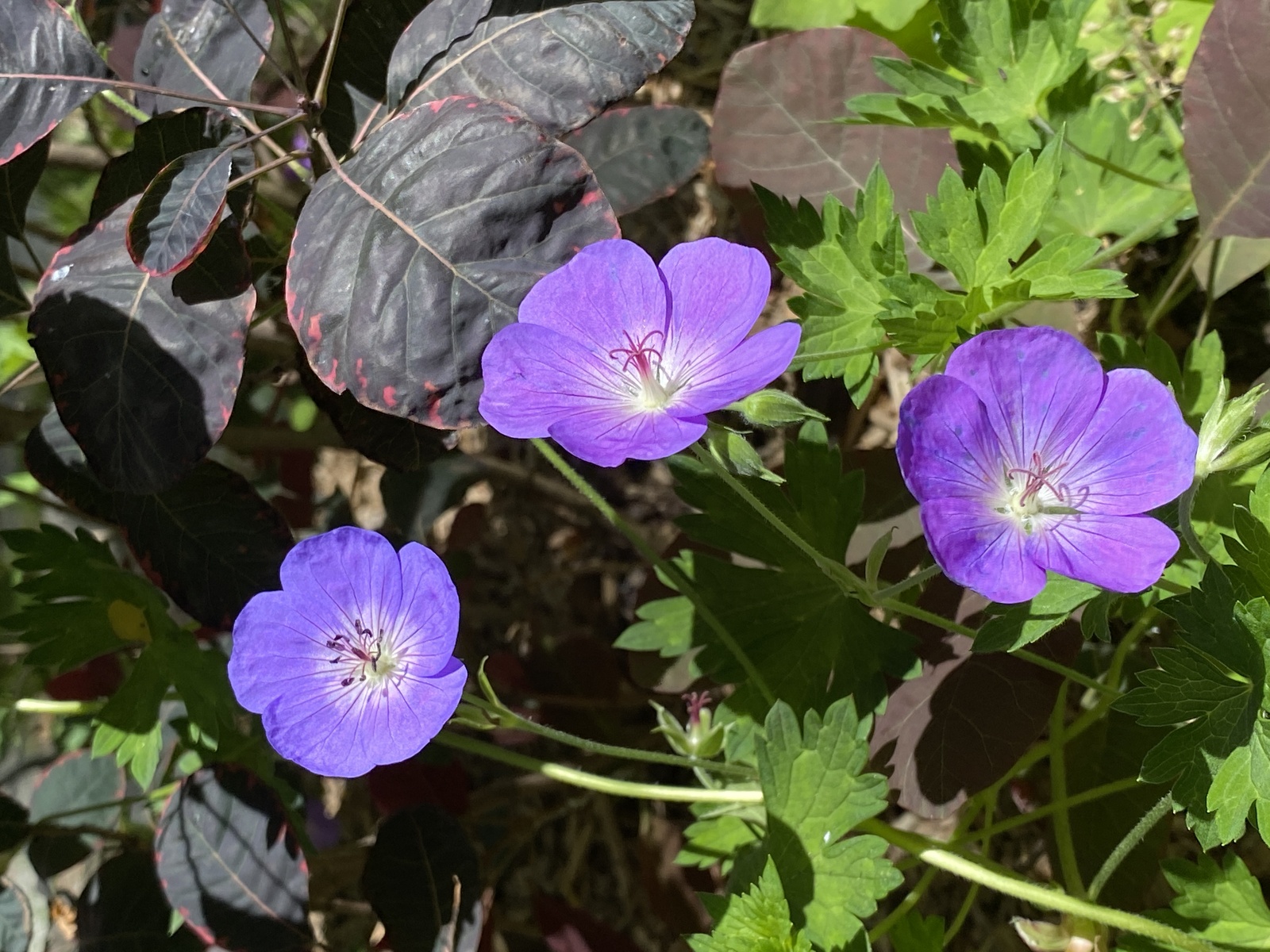 À l’orée du bois